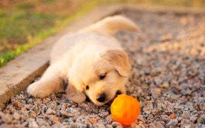 What are the benefits of grain free dog food?