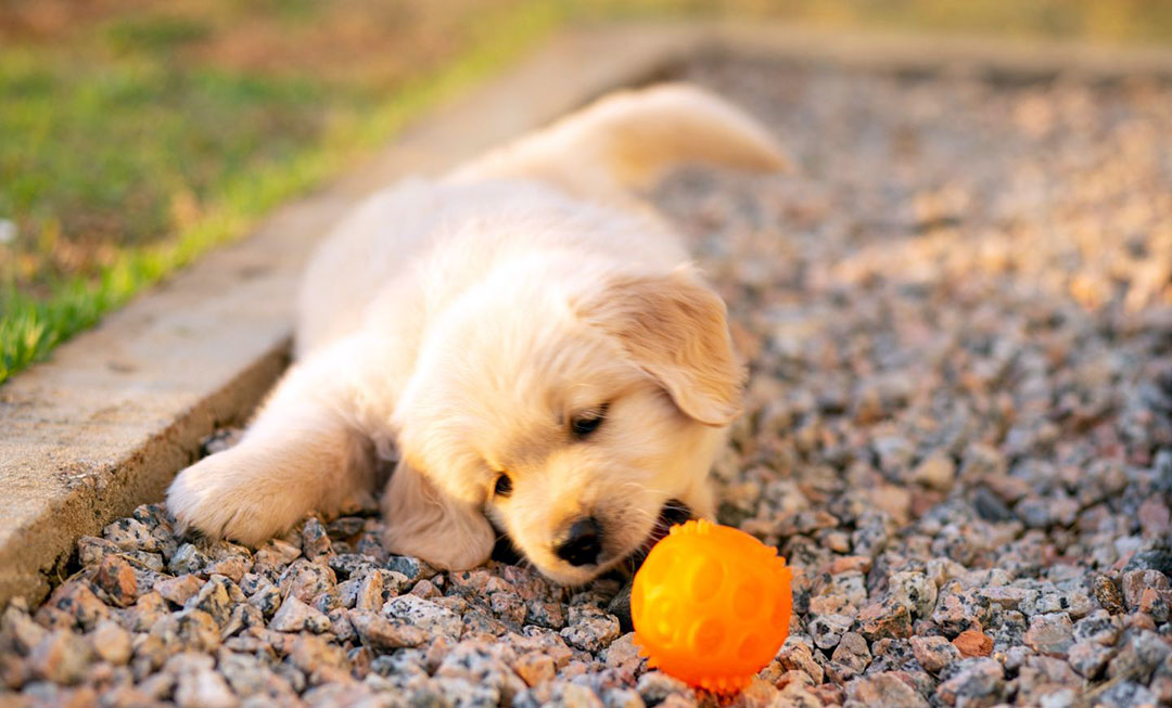 puppy playing toy ball
