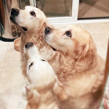 Three Dogs Labradors